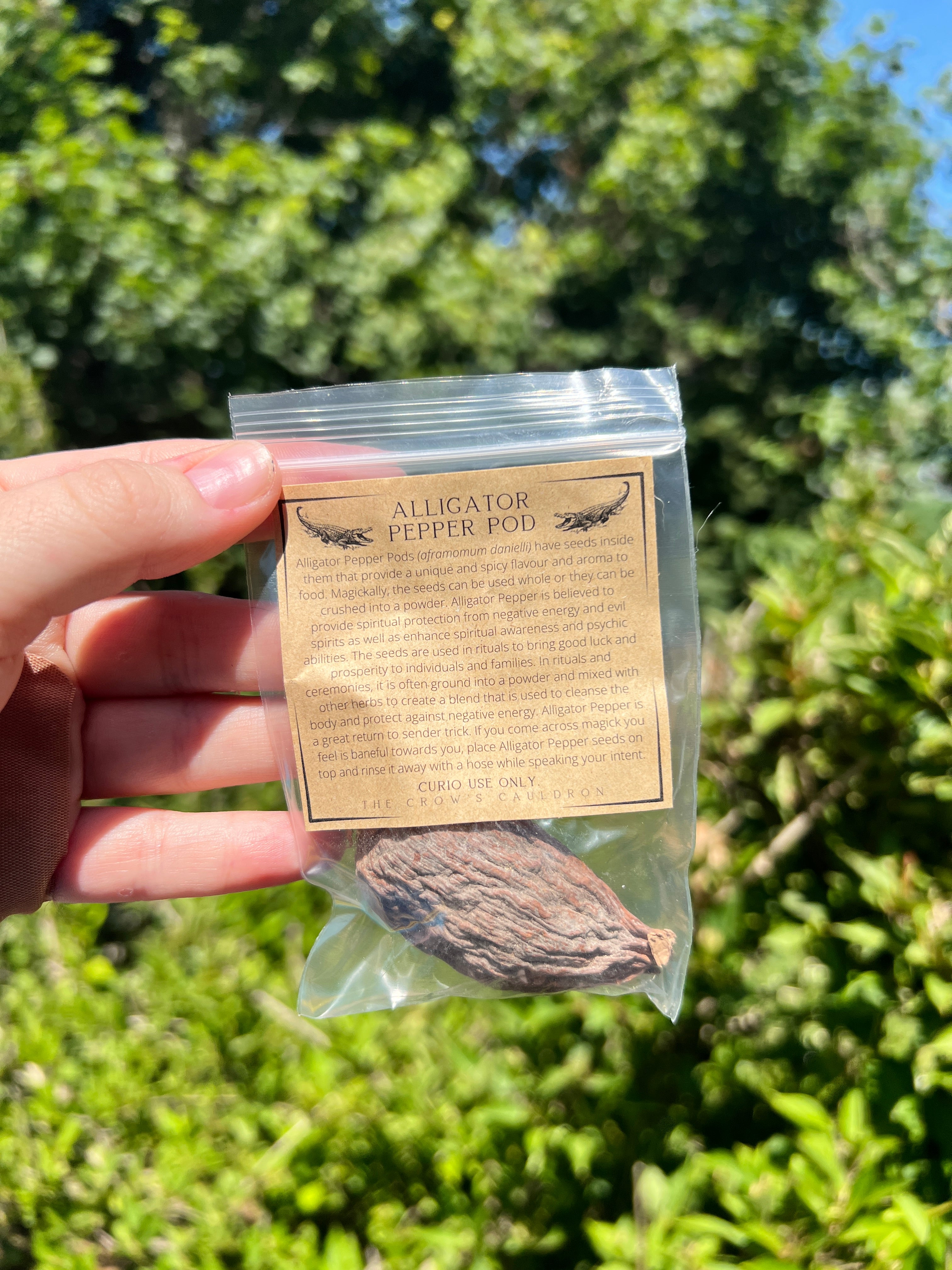 Alligator Pepper Pod