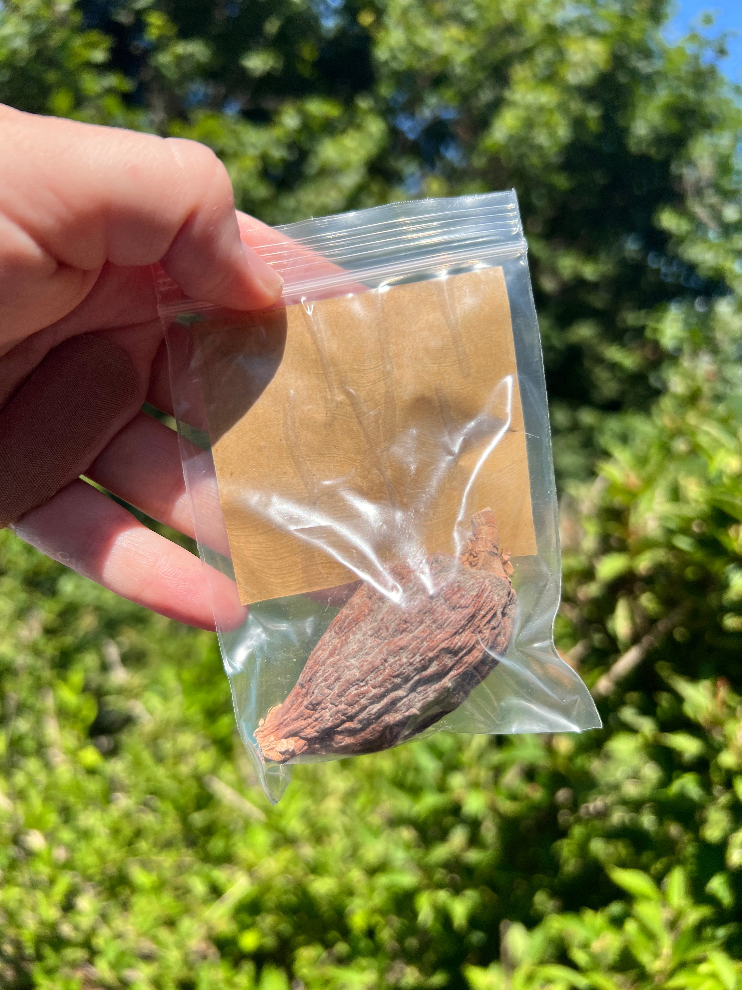 Alligator Pepper Pod