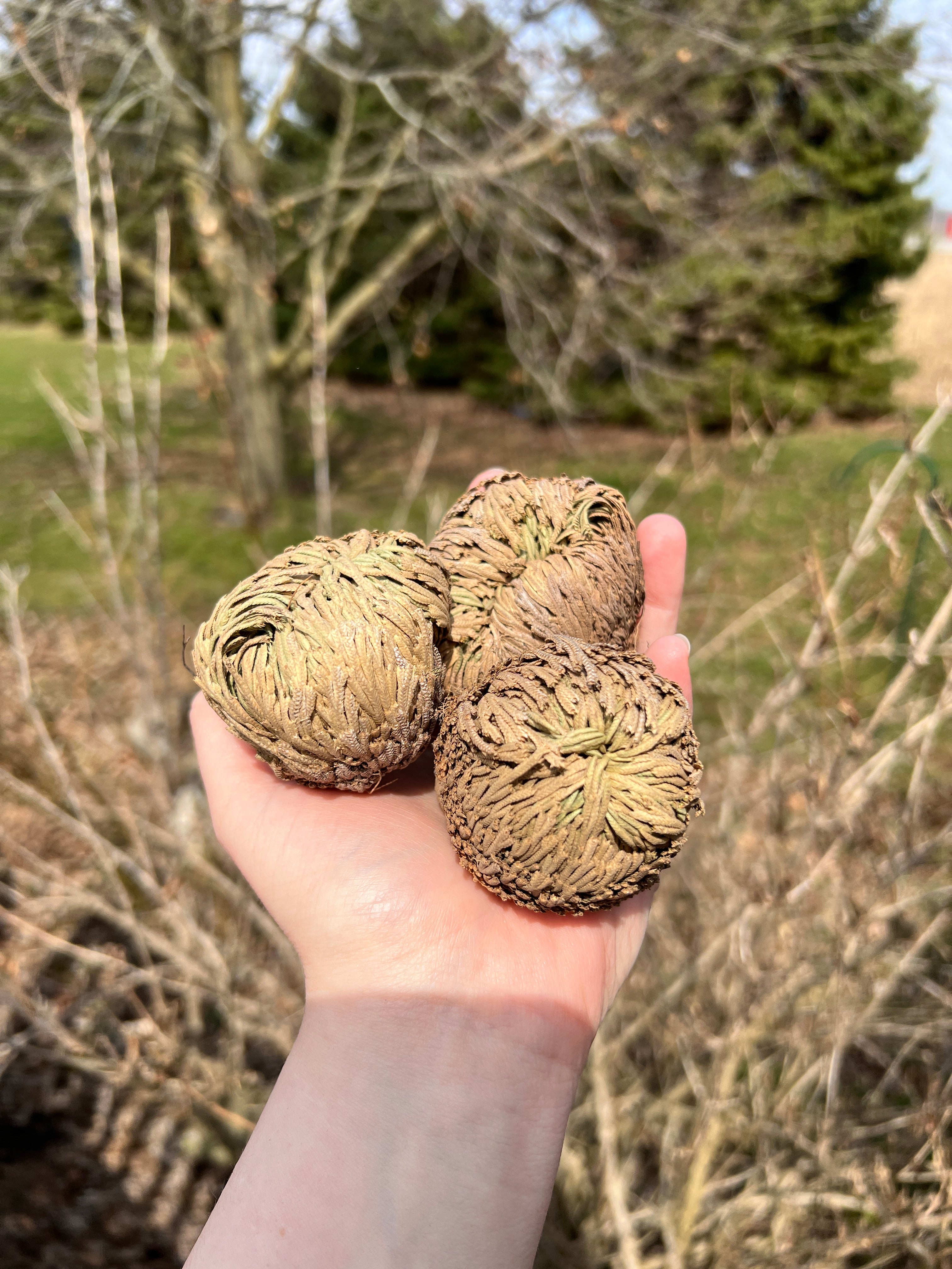 Resurrection Plant- Large