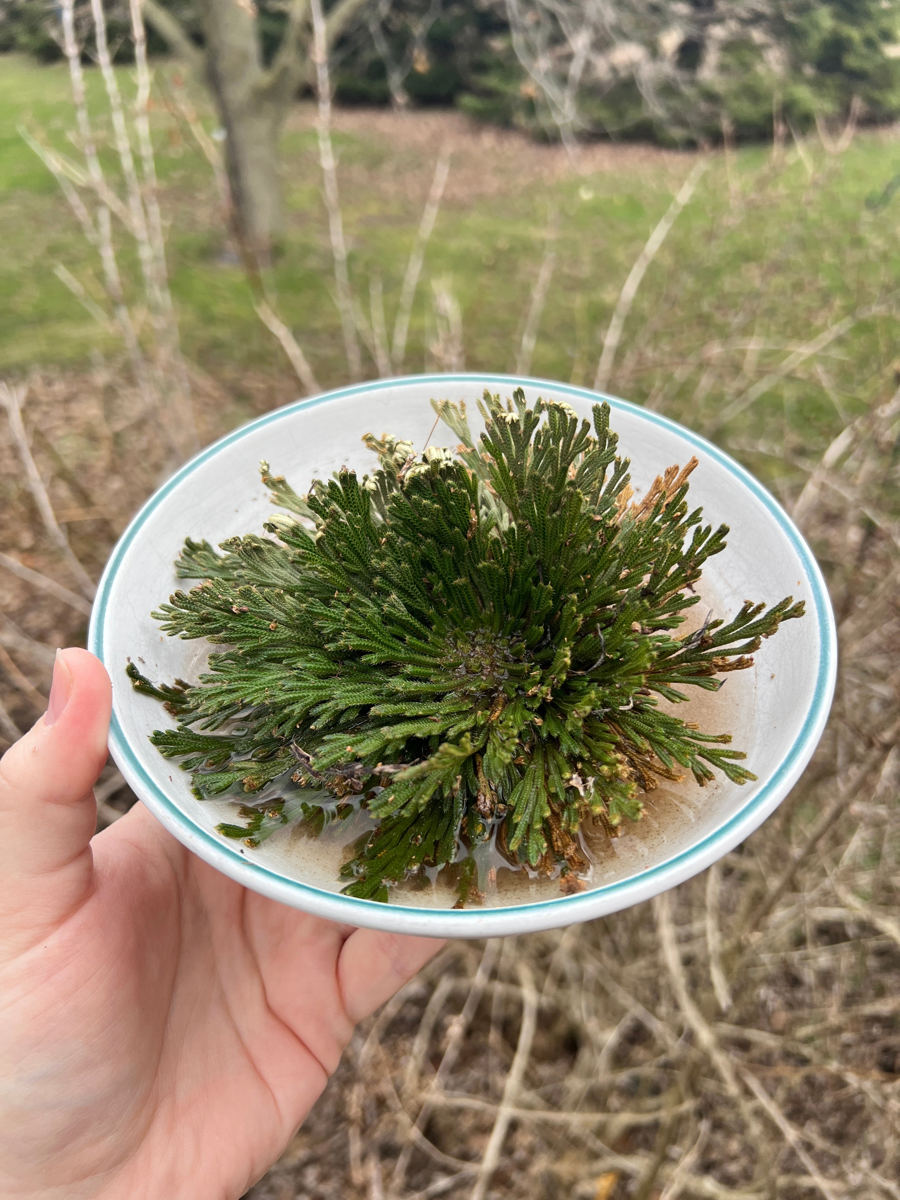Resurrection Plant- Large