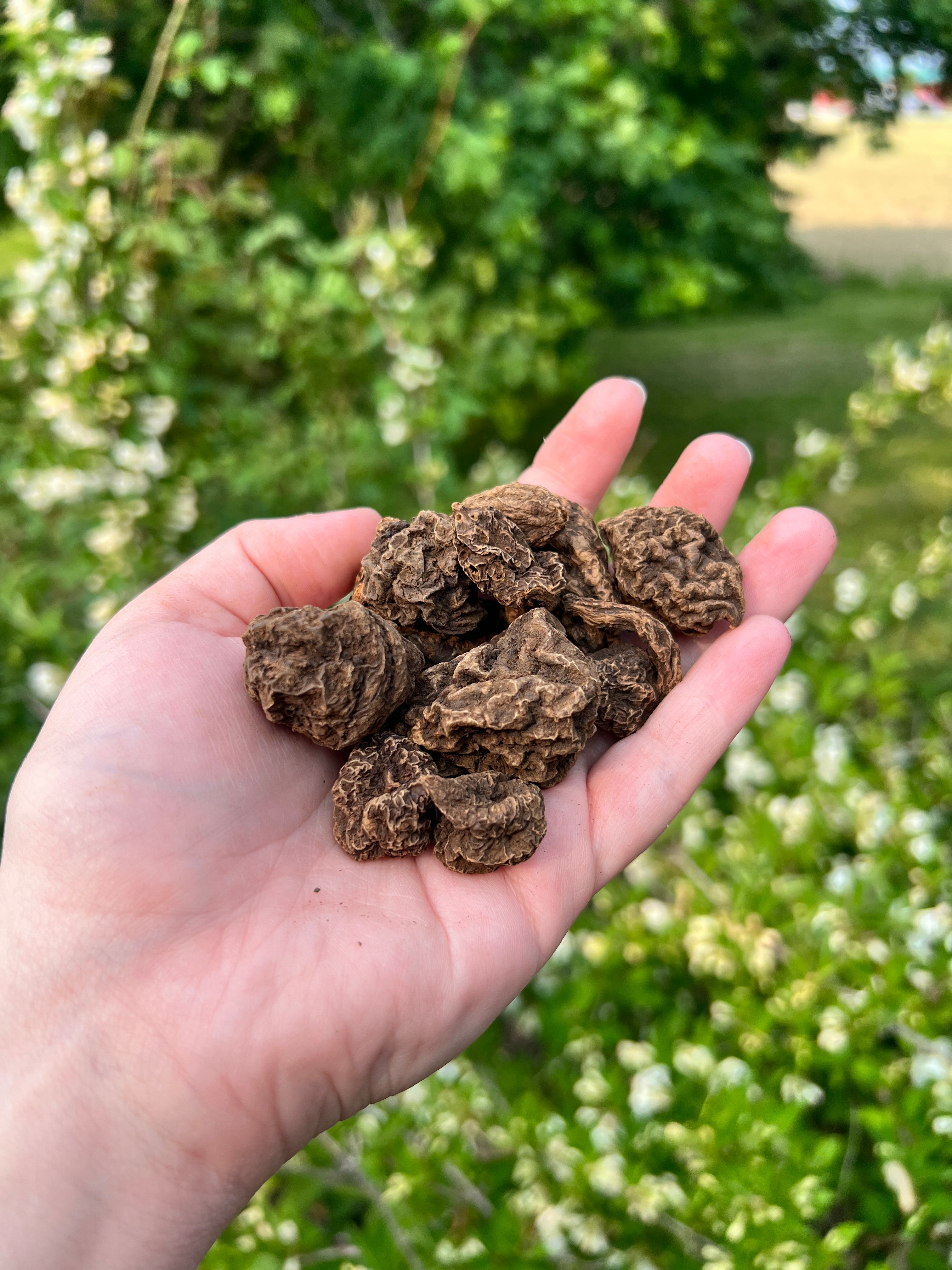 High John the Conqueror Root