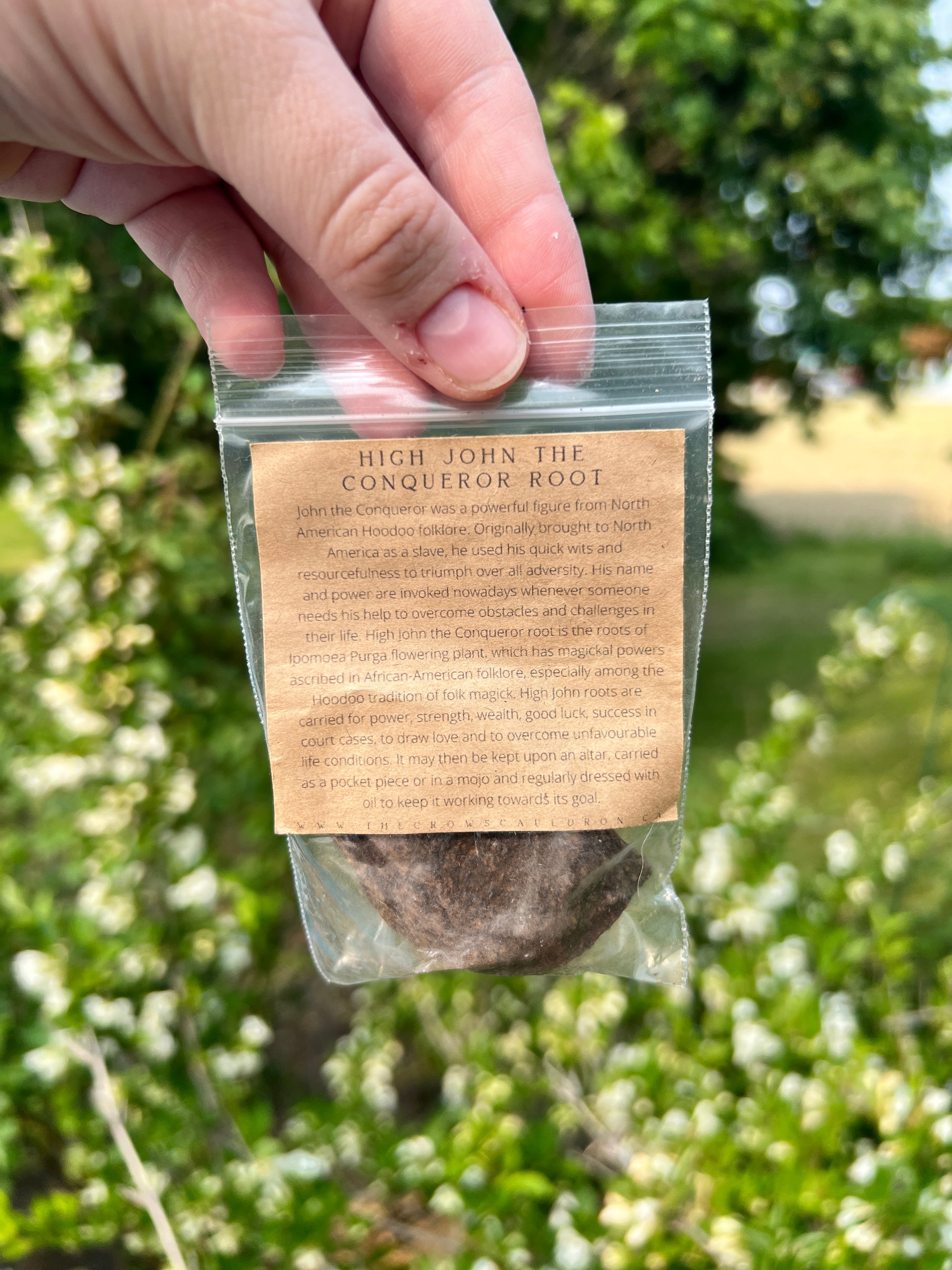 High John the Conqueror Root